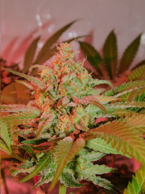 Lemon Power Haze (Zamnesia Seeds) Feminiserade Lemon Power Haze (Zamnesia Seeds) Feminiserade