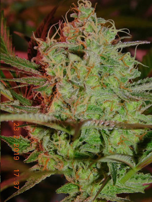 Lemon Power Haze (Zamnesia Seeds) Feminiserade Lemon Power Haze (Zamnesia Seeds) Feminiserade