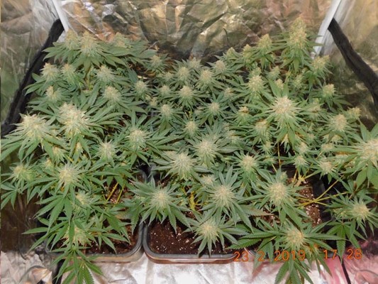 Lemon Power Haze (Zamnesia Seeds) Feminiserade Lemon Power Haze (Zamnesia Seeds) Feminiserade