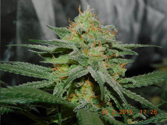 Lemon Power Haze (Zamnesia Seeds) Feminiserade Lemon Power Haze (Zamnesia Seeds) Feminiserade