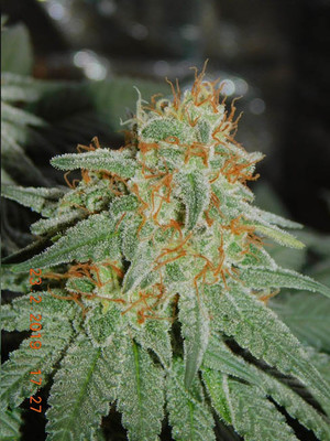Lemon Power Haze (Zamnesia Seeds) Feminiserade Lemon Power Haze (Zamnesia Seeds) Feminiserade