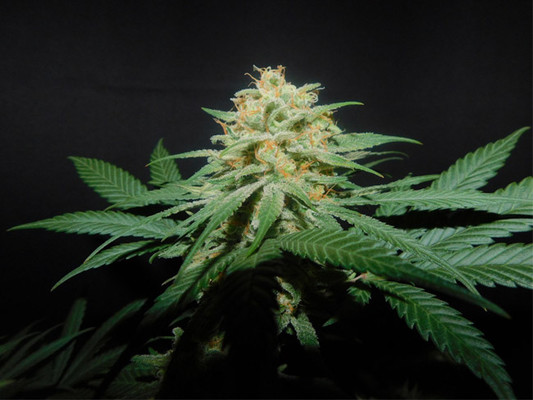 Lemon Power Haze (Zamnesia Seeds) Feminiserade Lemon Power Haze (Zamnesia Seeds) Feminiserade