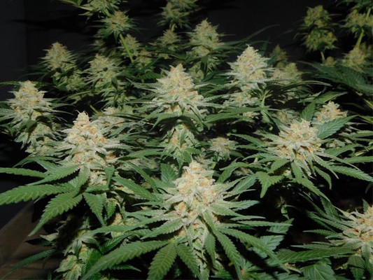 Lemon Power Haze (Zamnesia Seeds) Feminiserade Lemon Power Haze (Zamnesia Seeds) Feminiserade