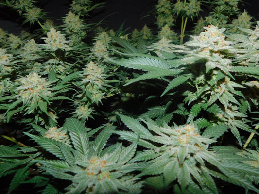 Lemon Power Haze (Zamnesia Seeds) Feminiserade Lemon Power Haze (Zamnesia Seeds) Feminiserade