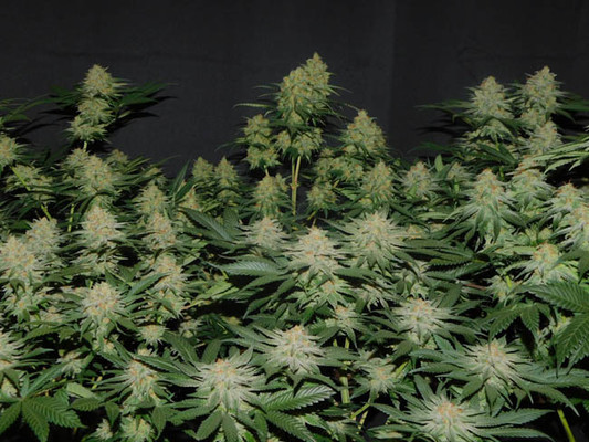 Lemon Power Haze (Zamnesia Seeds) Feminiserade Lemon Power Haze (Zamnesia Seeds) Feminiserade