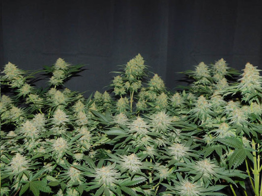 Lemon Power Haze (Zamnesia Seeds) Feminiserade Lemon Power Haze (Zamnesia Seeds) Feminiserade