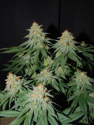 Lemon Power Haze (Zamnesia Seeds) Feminiserade Lemon Power Haze (Zamnesia Seeds) Feminiserade