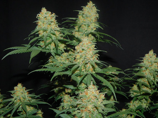 Lemon Power Haze (Zamnesia Seeds) Feminiserade Lemon Power Haze (Zamnesia Seeds) Feminiserade
