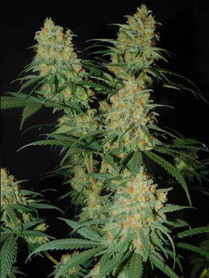 Lemon Power Haze (Zamnesia Seeds) Feminiserade Lemon Power Haze (Zamnesia Seeds) Feminiserade