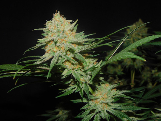 Lemon Power Haze (Zamnesia Seeds) Feminiserade Lemon Power Haze (Zamnesia Seeds) Feminiserade