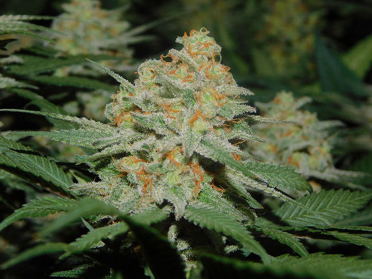 Lemon Power Haze (Zamnesia Seeds) Feminiserade Lemon Power Haze (Zamnesia Seeds) Feminiserade