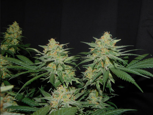 Lemon Power Haze (Zamnesia Seeds) Feminiserade Lemon Power Haze (Zamnesia Seeds) Feminiserade