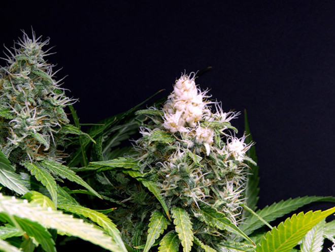 Lemon Power Haze (Zamnesia Seeds) Feminiserade Lemon Power Haze (Zamnesia Seeds) Feminiserade