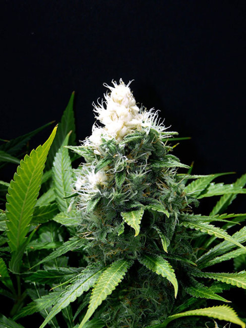 Lemon Power Haze (Zamnesia Seeds) Feminiserade Lemon Power Haze (Zamnesia Seeds) Feminiserade