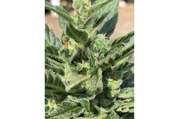 CBD Fix Autoflower (Zamnesia Seeds) Feminiserade CBD Fix Autoflower (Zamnesia Seeds) Feminiserade