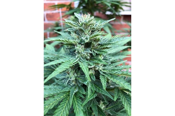 CBD Fix Autoflower (Zamnesia Seeds) Feminiserade CBD Fix Autoflower (Zamnesia Seeds) Feminiserade