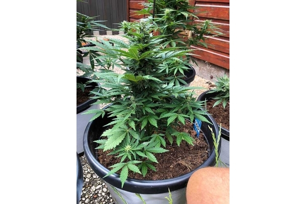 CBD Fix Autoflower (Zamnesia Seeds) Feminiserade CBD Fix Autoflower (Zamnesia Seeds) Feminiserade
