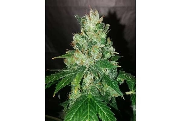 CBD Fix Autoflower (Zamnesia Seeds) Feminiserade CBD Fix Autoflower (Zamnesia Seeds) Feminiserade