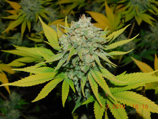 Gorilla #4 (BSB Genetics) Feminiserade Gorilla #4 (BSB Genetics) Feminiserade