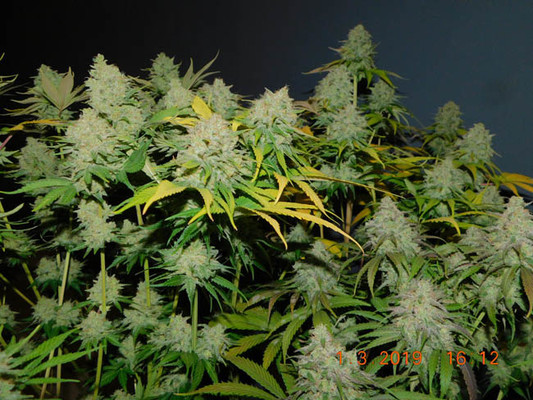 Gorilla #4 (BSB Genetics) Feminiserade Gorilla #4 (BSB Genetics) Feminiserade