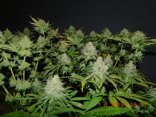 Gorilla #4 (BSB Genetics) Feminiserade Gorilla #4 (BSB Genetics) Feminiserade