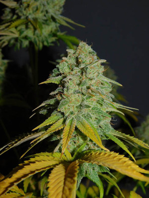 Gorilla #4 (BSB Genetics) Feminiserade Gorilla #4 (BSB Genetics) Feminiserade