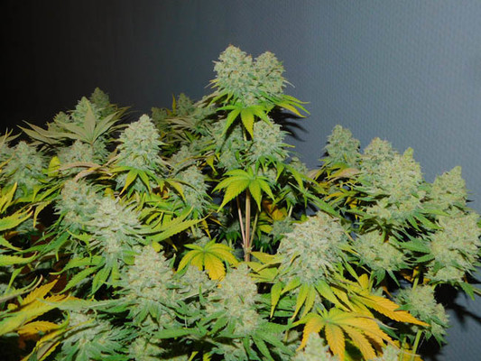 Gorilla #4 (BSB Genetics) Feminiserade Gorilla #4 (BSB Genetics) Feminiserade