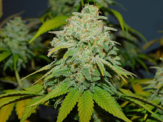 Gorilla #4 (BSB Genetics) Feminiserade Gorilla #4 (BSB Genetics) Feminiserade
