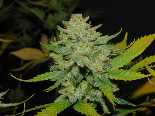 Gorilla #4 (BSB Genetics) Feminiserade Gorilla #4 (BSB Genetics) Feminiserade