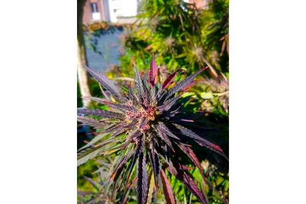 Blue Forest Berry (Growers Choice) Feminiserade