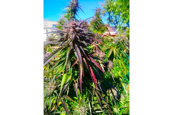 Blue Forest Berry (Growers Choice) Feminiserade