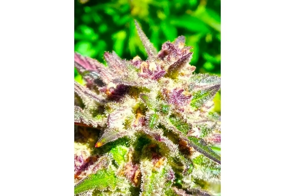 Blue Forest Berry (Growers Choice) Feminiserade