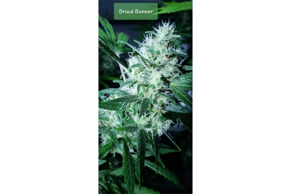 Bruce Banner 3 (Zamnesia Seeds) Feminiserade Bruce Banner 3 (Zamnesia Seeds) Feminiserade