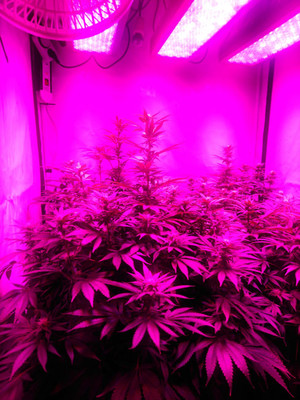 Bruce Banner 3 (Zamnesia Seeds) Feminiserade Bruce Banner 3 (Zamnesia Seeds) Feminiserade