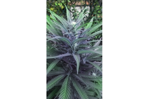 Kalini Asia (Zamnesia Seeds) Feminiserade Kalini Asia (Zamnesia Seeds) Feminiserade