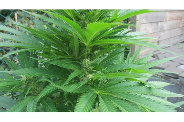 Kalini Asia (Zamnesia Seeds) Feminiserade Kalini Asia (Zamnesia Seeds) Feminiserade