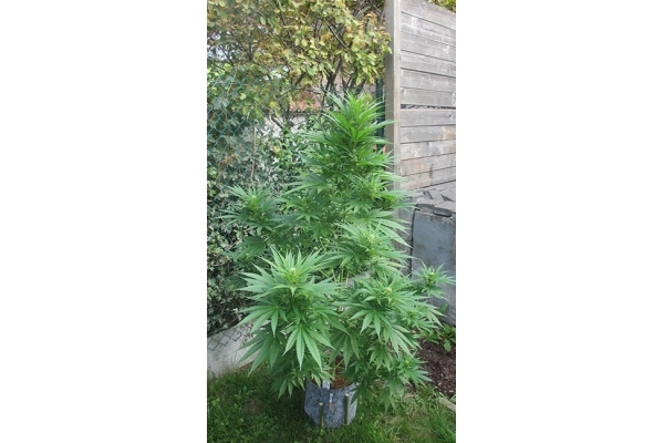 Kalini Asia (Zamnesia Seeds) Feminiserade Kalini Asia (Zamnesia Seeds) Feminiserade
