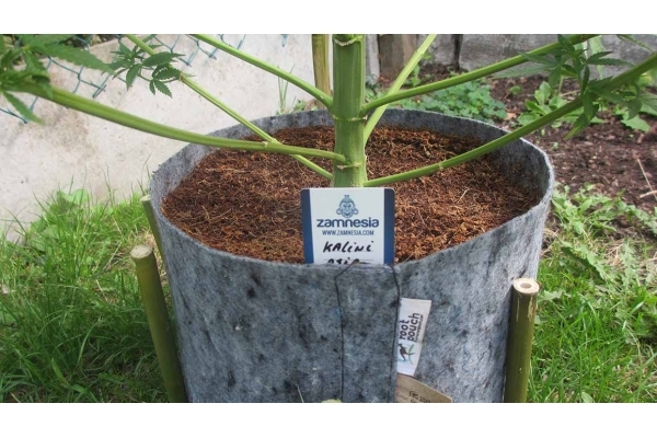 Kalini Asia (Zamnesia Seeds) Feminiserade Kalini Asia (Zamnesia Seeds) Feminiserade