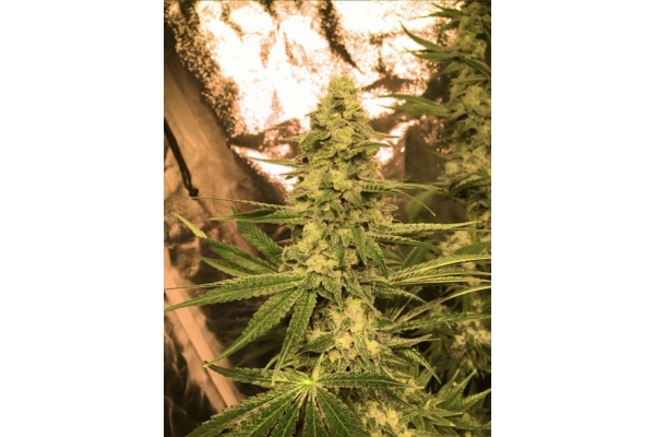 Larry Bird Kush (Zamnesia Seeds) Feminiserade