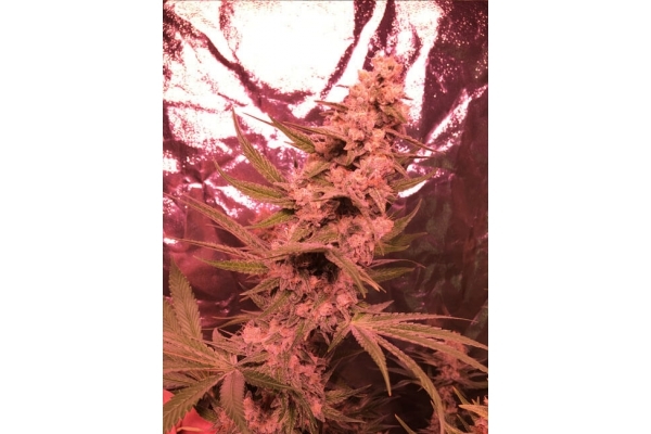 Larry Bird Kush (Zamnesia Seeds) Feminiserade
