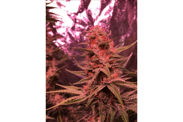 Larry Bird Kush (Zamnesia Seeds) Feminiserade