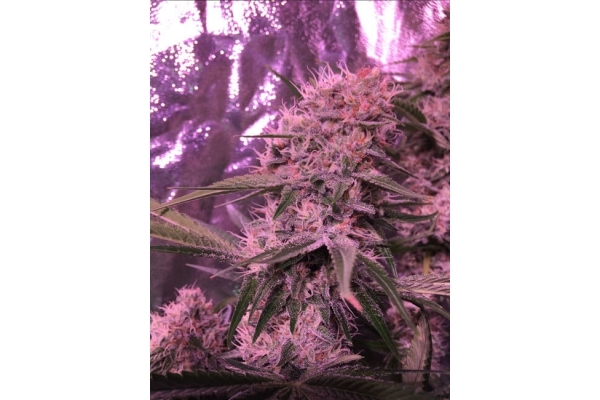 Larry Bird Kush (Zamnesia Seeds) Feminiserade