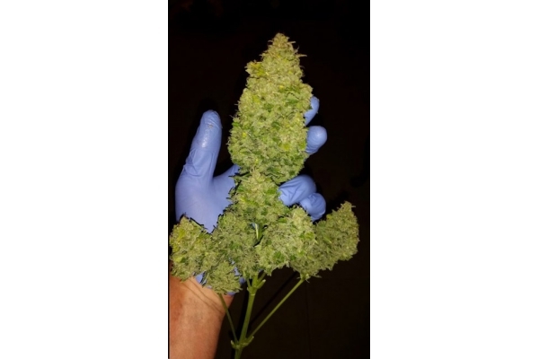 Larry Bird Kush (Zamnesia Seeds) Feminiserade