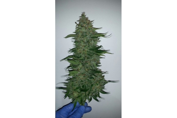 Larry Bird Kush (Zamnesia Seeds) Feminiserade