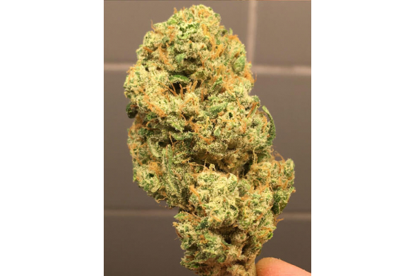 Larry Bird Kush (Zamnesia Seeds) Feminiserade