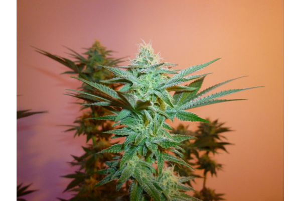 Larry Bird Kush (Zamnesia Seeds) Feminiserade