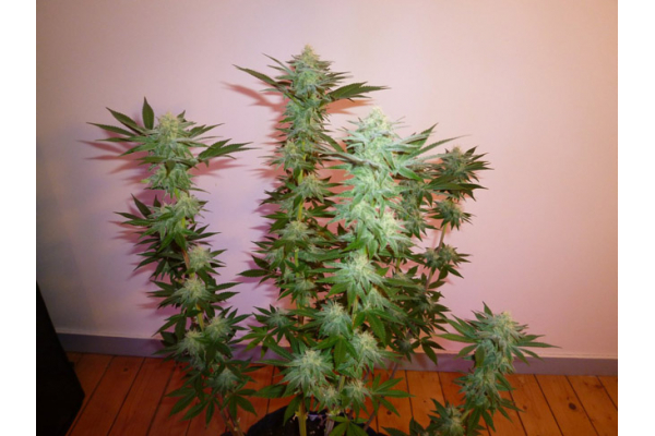 Larry Bird Kush (Zamnesia Seeds) Feminiserade
