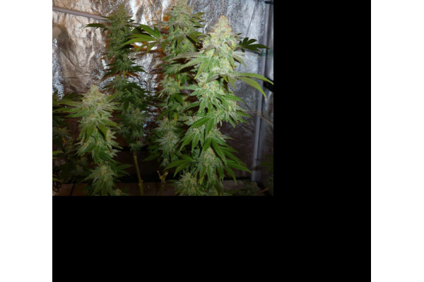 Larry Bird Kush (Zamnesia Seeds) Feminiserade