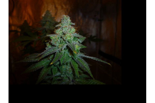 Larry Bird Kush (Zamnesia Seeds) Feminiserade
