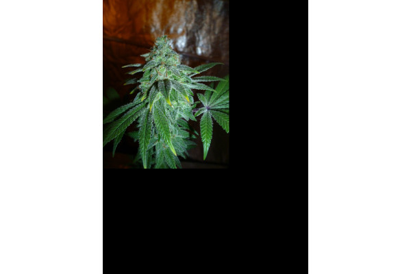 Larry Bird Kush (Zamnesia Seeds) Feminiserade